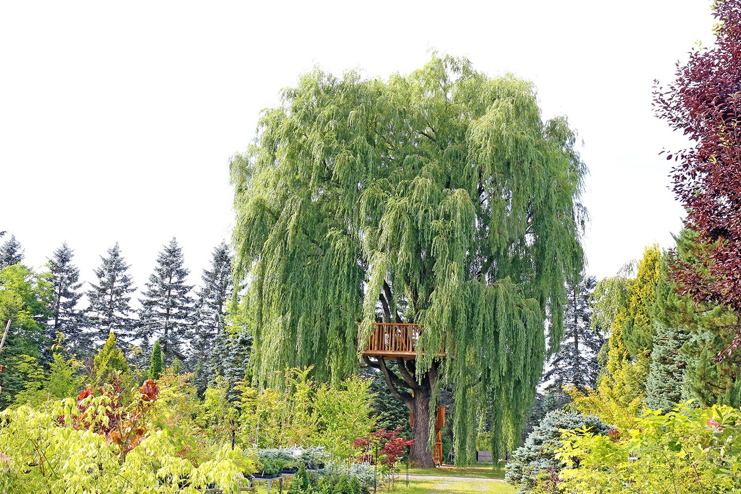 🏞️ 마나베 정원 (真鍋庭園) 이미지 8